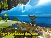 /home//u458753944/public_html/sourcegallery////Frogs/Bullfrogs 2016-08 Ontario/P8081406.JPG